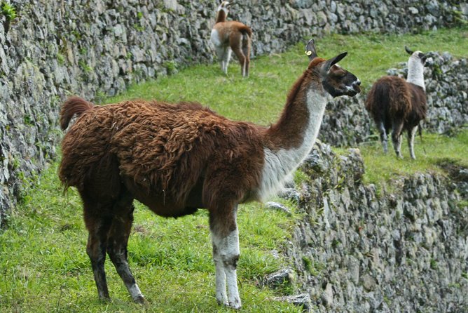 2 Day - Short Inca Trail to Machu Picchu - Group Service - What’s included, what’s not, and what to pack anyway