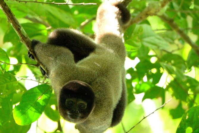 3-Day Eco-Sustainable Private Tour Manu National Park - Why Manu in Just 3 Days Works (And Where It Can Feel Rushed)
