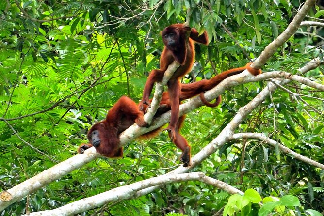 3-Day Eco-Sustainable Private Tour Manu National Park - Guides, Food, and the Real Quality Signals