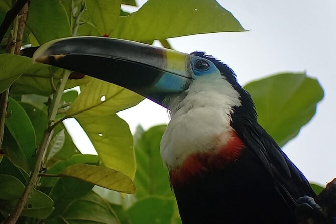3-Day Eco-Sustainable Private Tour Manu National Park - Day 1 in Kosnipata Valley: Cloud Forest Birds and a Cultural Detour