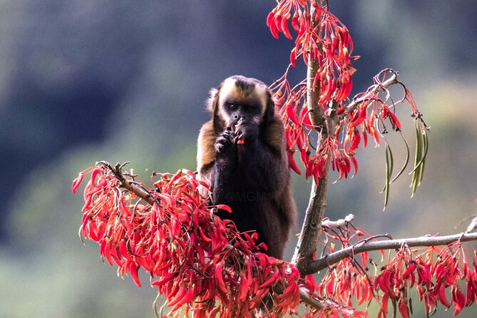 4 Day Tour to the Manu National Park - Key highlights at a glance