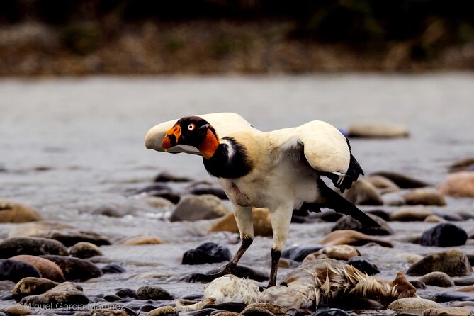 4 Day Tour to the Manu National Park - Price and logistics: what $389 buys you