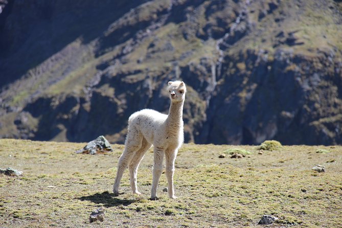 5 Day - Salkantay trek to Machu Picchu - Group Service - Value and price: is $650 worth it for a Machu Picchu trek?