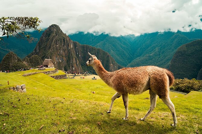 6-Day Tour of Cusco Magico-Machu Picchu-Rainbow Mountain - Machu Picchu day: bus up, a ~3-hour guided citadel walk, then train back
