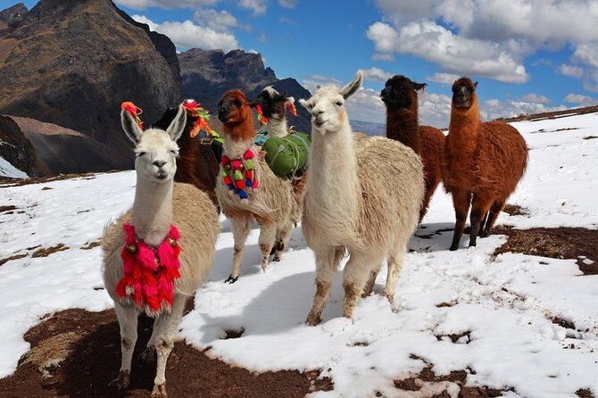 6-Day Tour of Cusco Magico-Machu Picchu-Rainbow Mountain - Rainbow Mountain (Vinicunca) day: early start, a long ride, and comfort tips that actually help