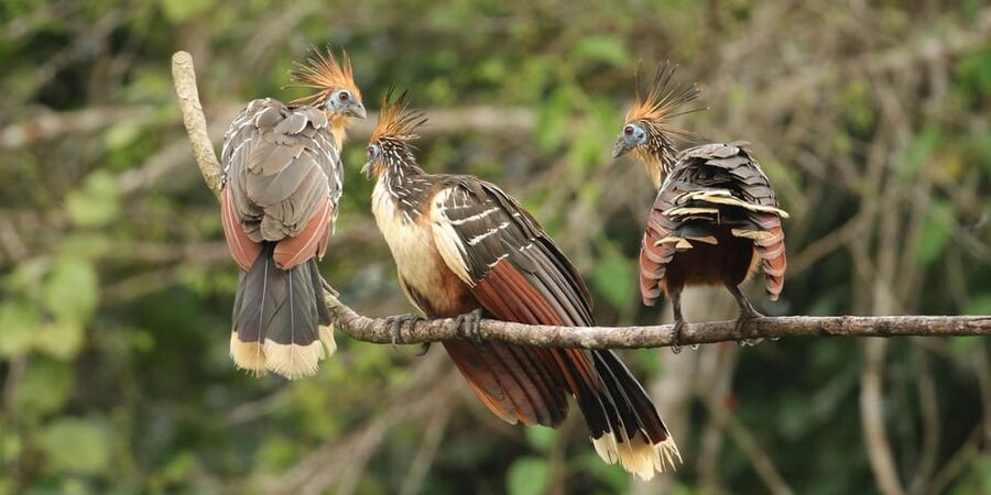 Amazonas Manu Cultural Zone 4 Days / 3 Nights - Should you book the Amazonas Manu Cultural Zone 4 Days / 3 Nights?