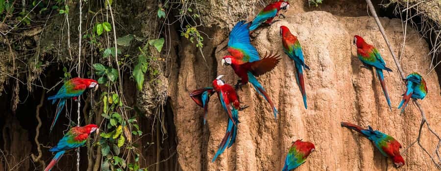 Amazonas Manu Cultural Zone 4 Days / 3 Nights - Watchtower, monkeys, and the Atalaya boat route