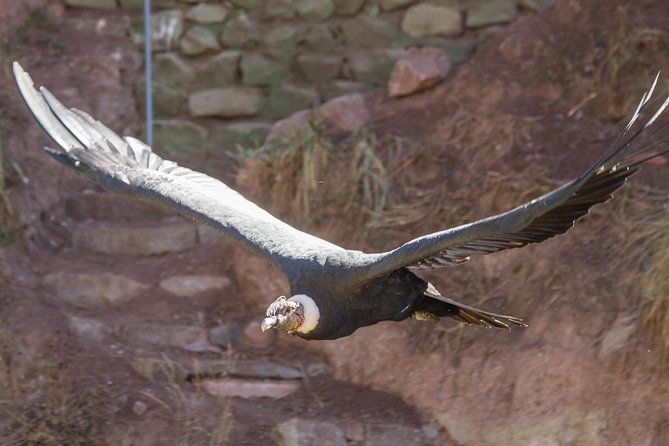 Cochahuasi Animal Sanctuary® Admission Ticket - Key Things to Know Before You Go