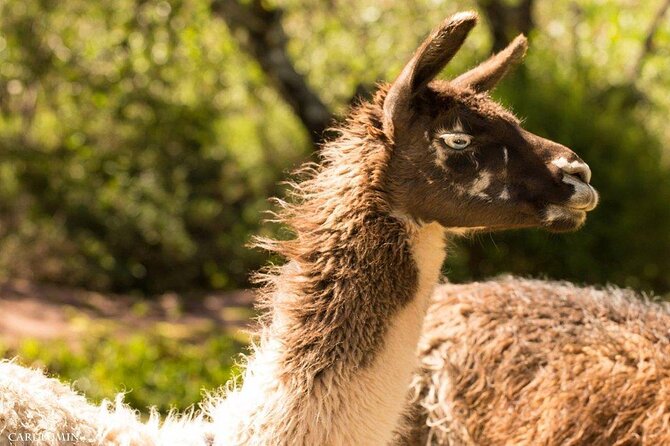 Cochahuasi Animal Sanctuary® Admission Ticket - Cochahuasi Admission in Cusco: A Short Visit With Big Purpose