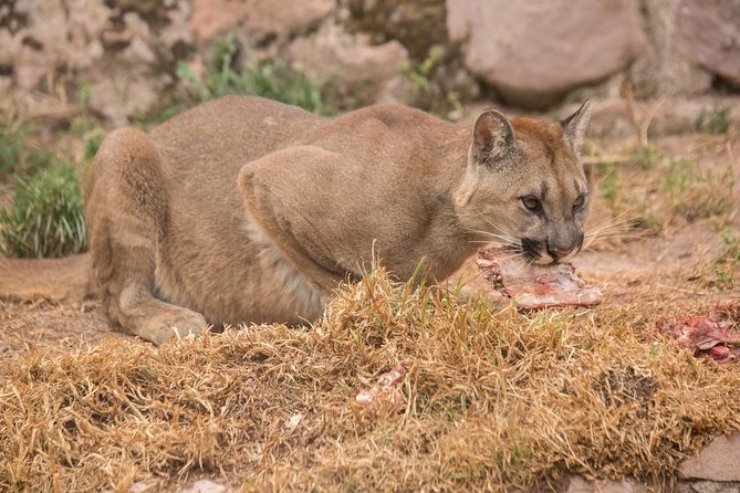 Cochahuasi Animal Sanctuary® Admission Ticket - The Reality Check: Enclosures, Space, and Expectations