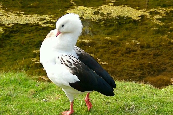 Cochahuasi Animal Sanctuary® Admission Ticket - Logistics From Cusco: Getting There and Not Getting Stuck