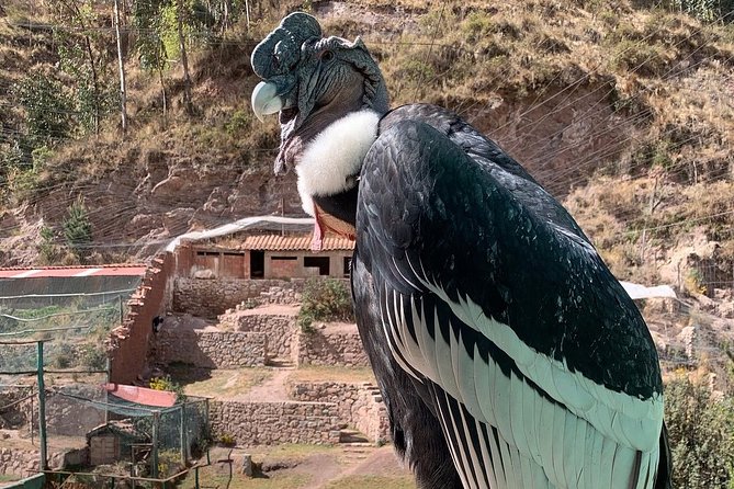 Cochahuasi Animal Sanctuary® Admission Ticket - What to Expect During the Walk (Stop-by-Stop Feel)
