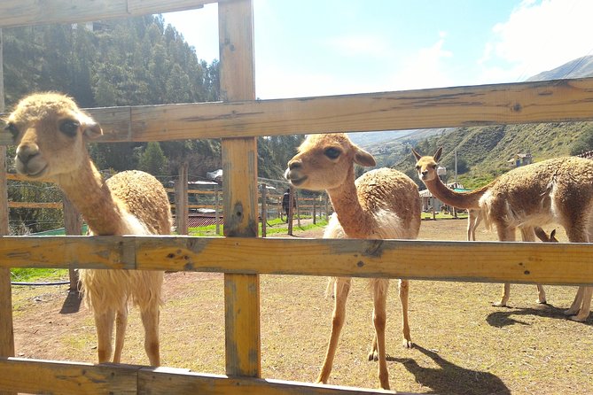 Cochahuasi Animal Sanctuary® Admission Ticket - What You’ll Do on the Ticket: One Guided Stop, Your Own Pace