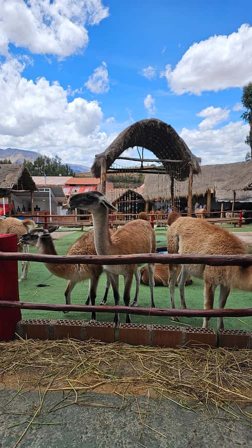 Cusco: Alpaca and Llama Farm Tour w/ Transfer & Weaving Demo - Key highlights you won’t want to miss