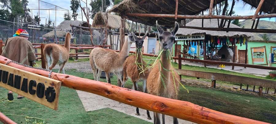 Cusco: Alpaca and Llama Farm Tour w/ Transfer & Weaving Demo - Cusco-to-farm logistics: a quick ride that helps you settle in