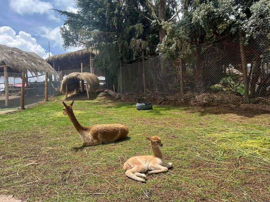 Cusco: Alpaca and Llama Farm Tour w/ Transfer & Weaving Demo - Alpacas, llamas, and their wild cousins: what you’ll actually see