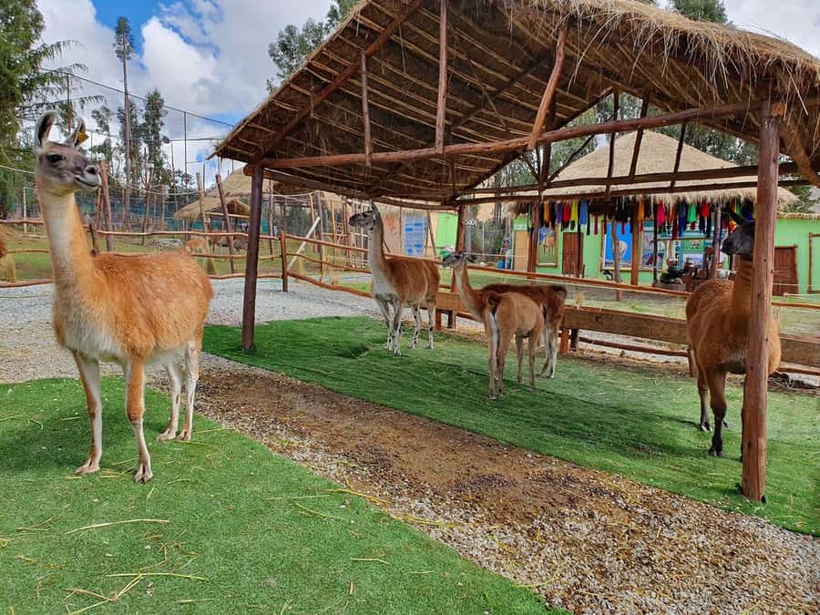 Cusco: Alpaca and Llama Farm Tour w/ Transfer & Weaving Demo - Weaving demo: turning wool into usable, beautiful cloth