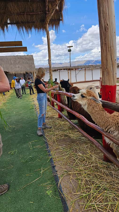 Cusco: Alpaca and Llama Farm Tour w/ Transfer & Weaving Demo - Price and value: why $34 can make sense in Cusco