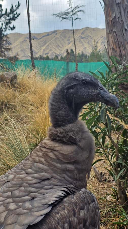 Cusco: Alpaca and Llama Farm Tour w/ Transfer & Weaving Demo - Should you book? My straight answer