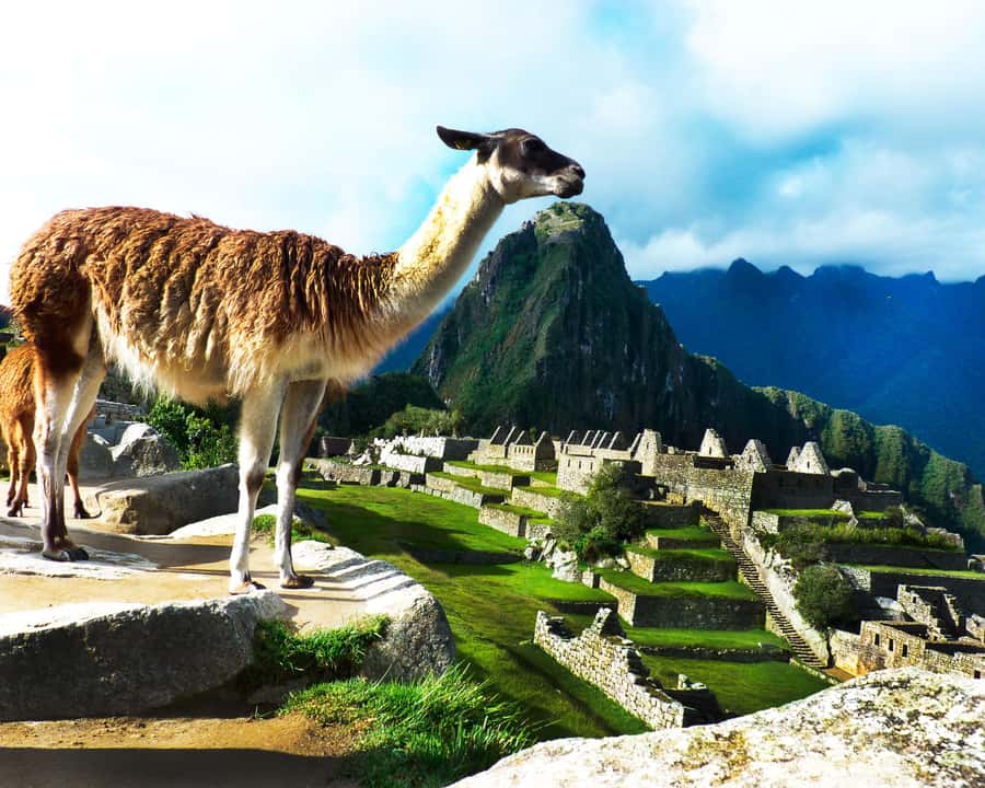 CUSCO: Full Day All Included Private Machu Picchu Experience - Bus up to Machu Picchu: making the most of your entry day
