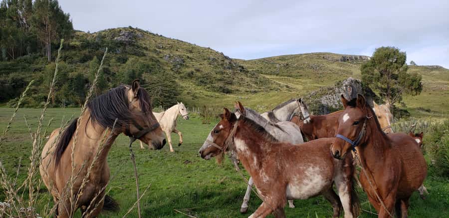 Cusco: Half-Day Horseback Riding at Devil's Balcony - Getting there: Cusco pickup to the ranch by Sacsayhuaman