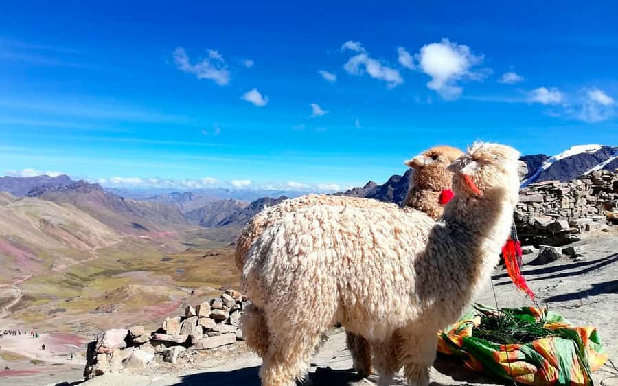 Cusco: Mountain of 7 colors Vinicunca and the Red Valley (optional) - The hike to Vinicunca’s 7 Colors Mountain (what the effort feels like)