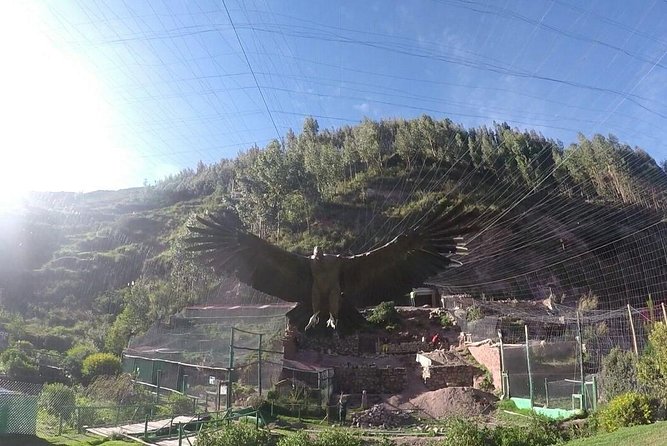 Cusco Santuario de Animales Rescatados en Cusco - Key points before you go