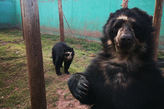 Cusco Santuario de Animales Rescatados en Cusco - Cochahuasi Animal Sanctuary: the kind of Cusco tour that feels personal