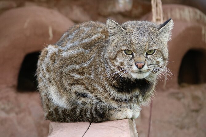 Cusco Santuario de Animales Rescatados en Cusco - Native animals you might see, and what each encounter teaches