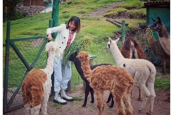 Cusco Santuario de Animales Rescatados en Cusco - The close-up moments: feeding, petting a toucan, and condors in the sky