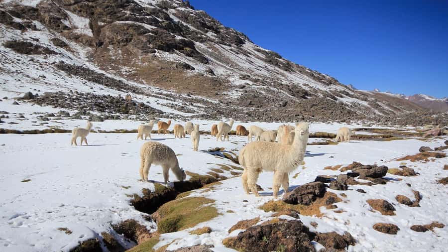 Cusco: Seven Lagoons of Ausangate Hiking Day Trip with Lunch - Key highlights you’ll actually feel