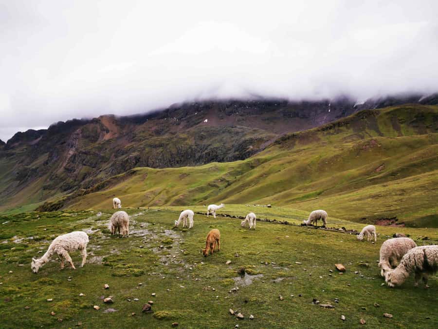 Excursion to Rainbow Mountain in ATV. - How the long day runs: 4:30 pickup to about 17:00 back in Cusco