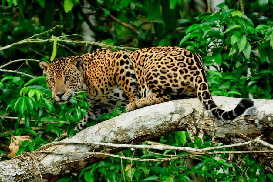 From Cusco: 4-Day Manu National Park Guided Tour - 6 Key Things You’ll Remember After Manu