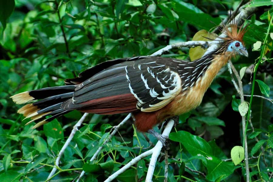 From Cusco: 4-Day Manu National Park Guided Tour - Cloud Forest Lunch And Wildlife Cues You Can Actually See
