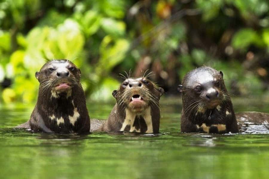 From Cusco: 4-Day Manu National Park Guided Tour - Machuwasi Lake And Night Walks: Birds By Raft, Animals By Sound