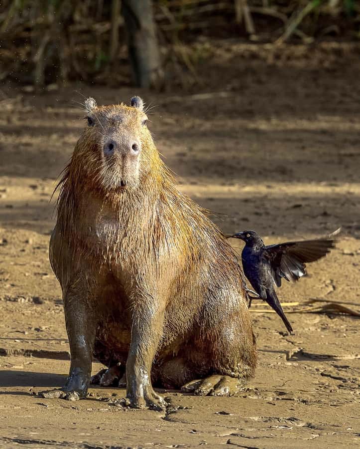 From Cusco: 4 Day Puerto Maldonado Sandoval Lake Excursion - FAQ