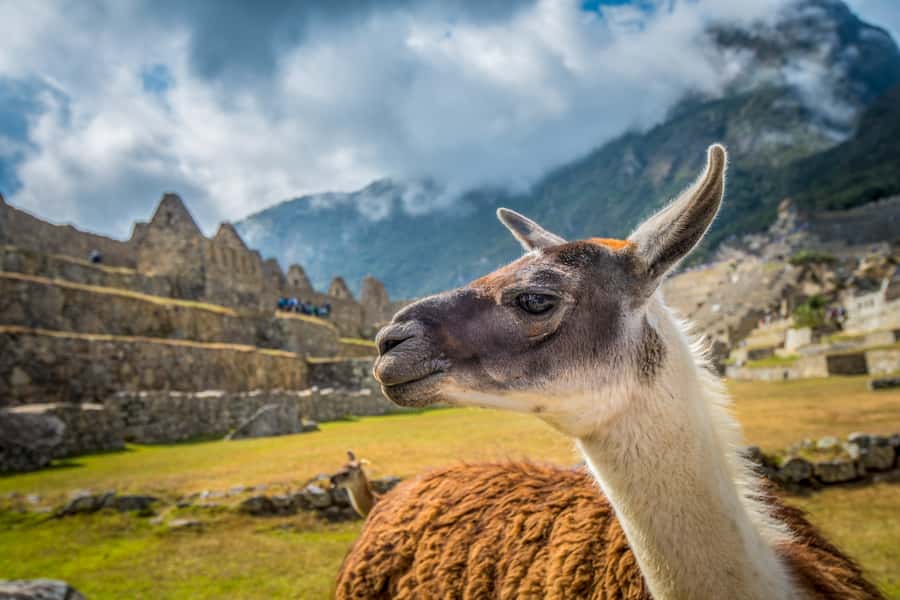 From Cusco: Machu Picchu Full-Day Guided Tour - What to bring (and what to skip) so you don’t suffer at 2,400+ meters