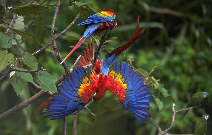 From Cusco: Manu National Park 3 Day Tour - Day 3 Speedboat and the Parrot Clay Lick: Minerals With a Purpose