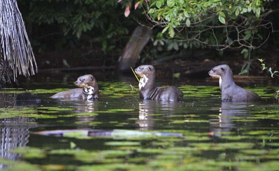 From Cusco: Manu National Park 3 Day Tour - Comfort, Food, and the Weather Reality