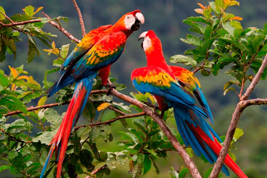 From Cusco: Manu National Park Tour & Accommodation 3 Days - Oropesa, Ninamarca, and Paucartambo: more than just getting from A to B