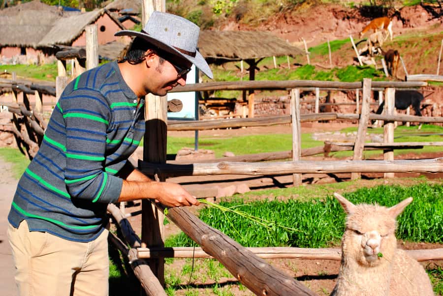 From Cusco: Private Pisac Ruins and Alpaca Farm Day Trip - Key highlights to look for