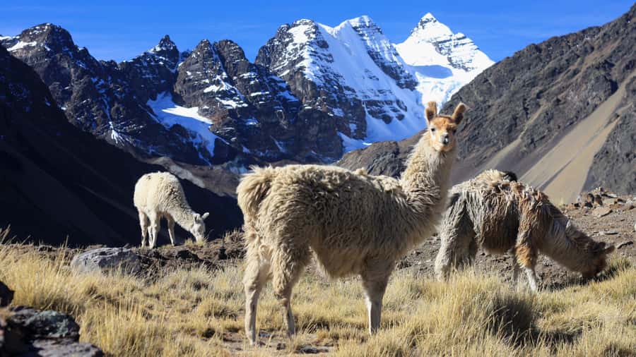 From Cusco: Rainbow Mountain Trek - Guides, Group Size, and the Pace That Actually Works