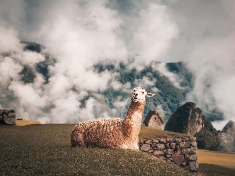 From Cusco: Sacred Valley & Machu Picchu 2-Day Tour by Train - Should you book this Cusco to Machu Picchu train tour?