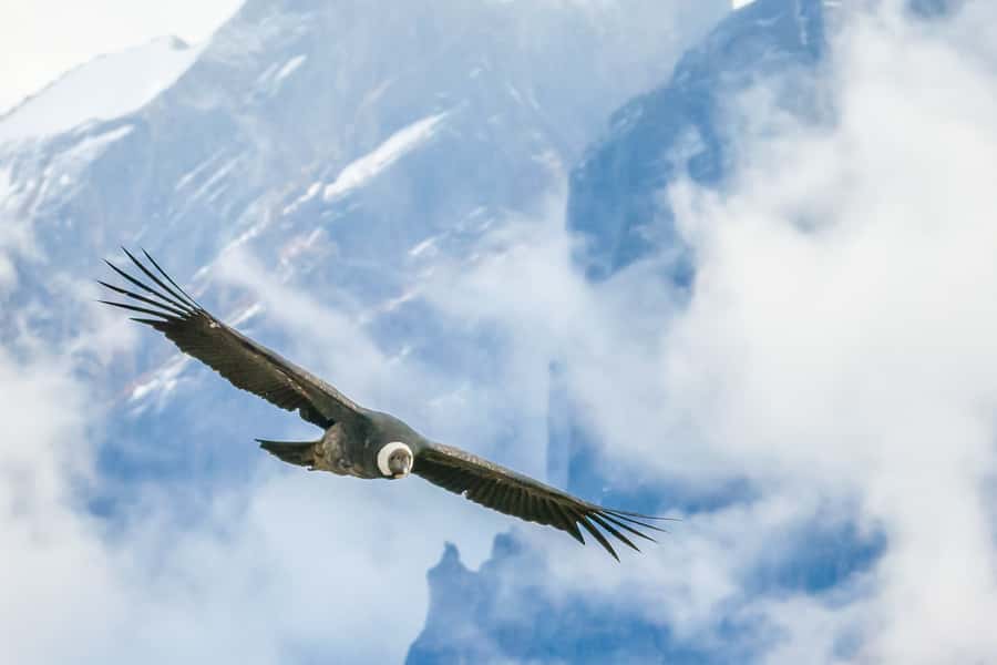 Full-Day Condor Viewpoint & Inca Sites Tour - Who should book this tour (and who should skip it)