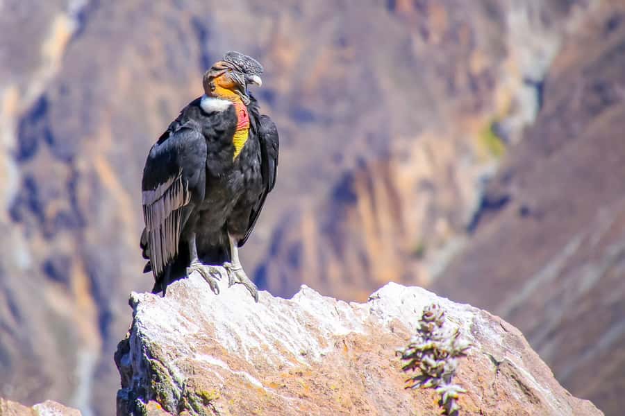 Full-Day Condor Viewpoint & Inca Sites Tour - Cusco to Limatambo: starting high, then settling into the valley