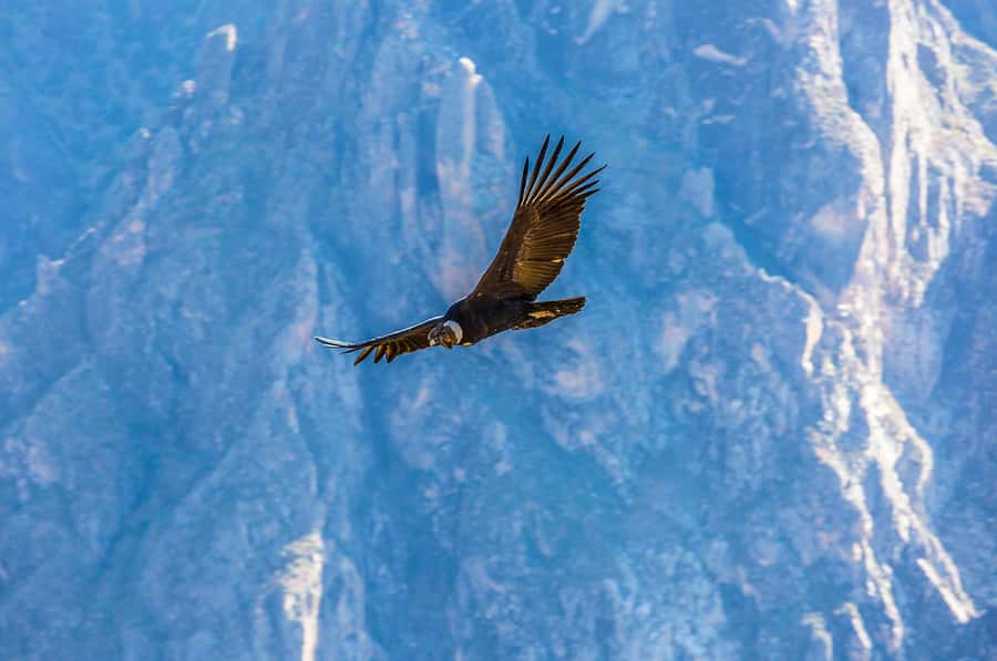 Full-Day Condor Viewpoint & Inca Sites Tour - Chonta and the Apurímac canyon-edge hike