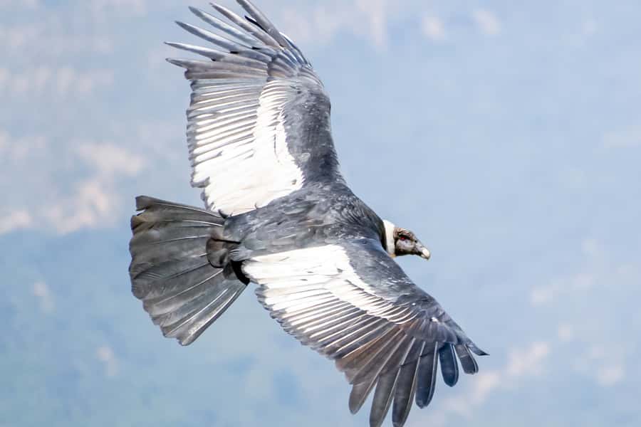 Full-Day Condor Viewpoint & Inca Sites Tour - Huaco Viewpoint: when the condors show up