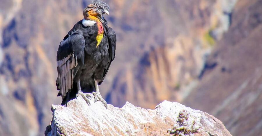 Full-Day Condor Viewpoint & Inca Sites Tour - Wildlife viewing time: balance your attention between sky and safety
