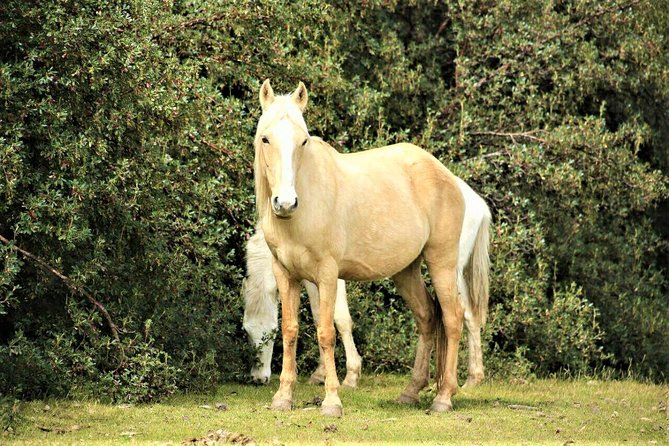 Horse Riding Chacan Mountain And Temple Of The Moon - FAQ