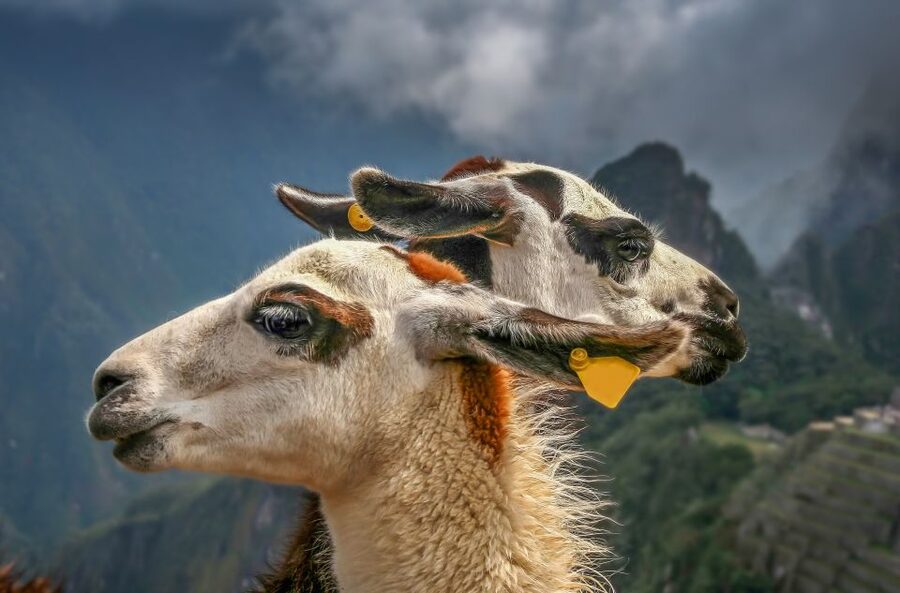 Machu Picchu: Private Full-Day Tour with Afternoon Entrance - Time to roam on your own: photos, llamas, and a calmer finish